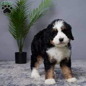 Bliss, Mini Bernedoodle Puppy